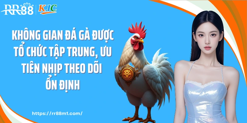 Không gian đá gà được tổ chức tập trung, ưu tiên nhịp theo dõi ổn định